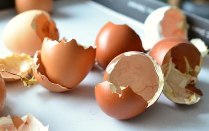 La cáscara de huevo es rica en minerales y proteínas esenciales como calcio, magnesio y colágeno