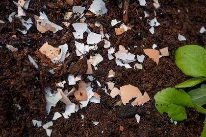 La cáscara de huevo es una barrera para que los caracoles no pasen a las plantas