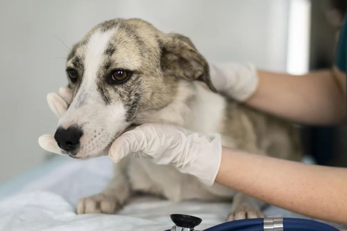 La castración mejora la calidad de vida de los perros, tanto machos como hembras