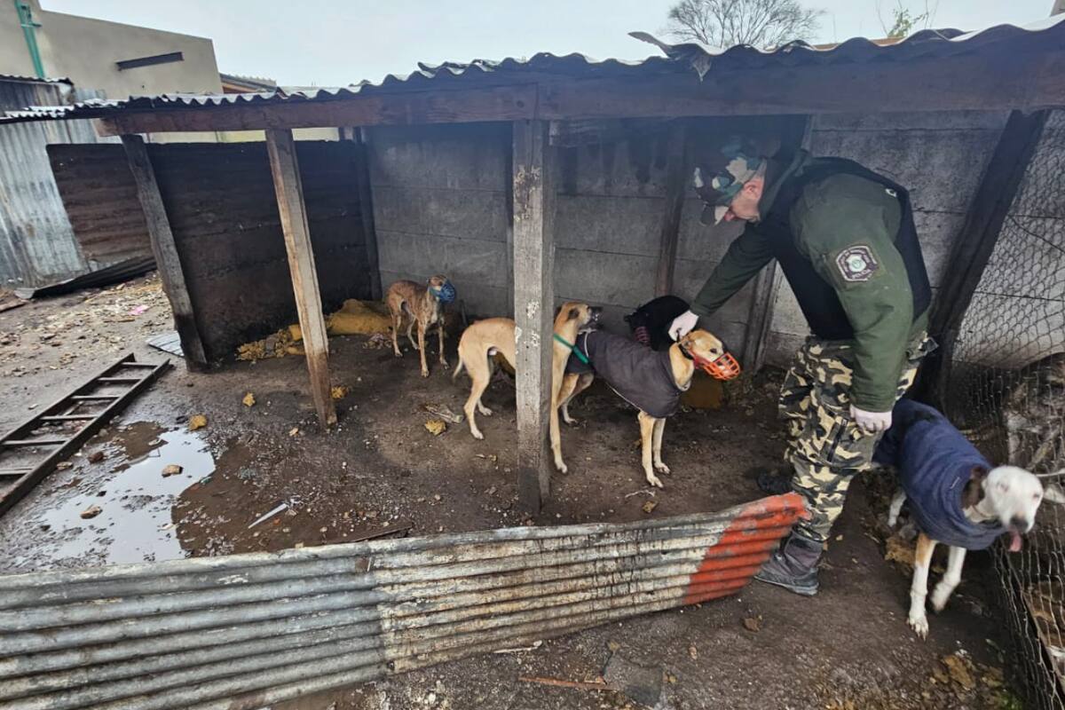 La causa comenzó en abril pasado a partir de denuncias de productores rurales del partido de Coronel Pringles que derivó en 14 allanamientos simultáneos