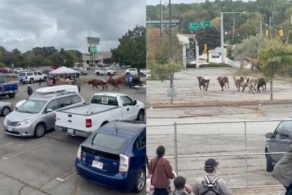 La causa de la fuga de estos animales sigue bajo investigación