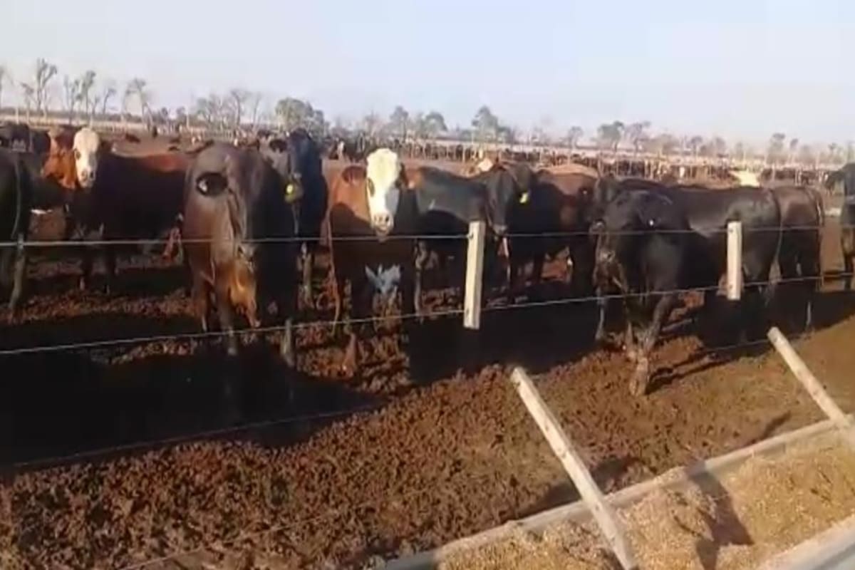 La causa por la desaparición de hacienda en Santiago del Estero se inició cuando las firmas El Tránsito, El 38 y San Eugenio denunciaron el faltante de 3500 vacunos