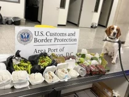 La CBP confisca los artículos prohibidos que son detectados en algún puerto de entrada