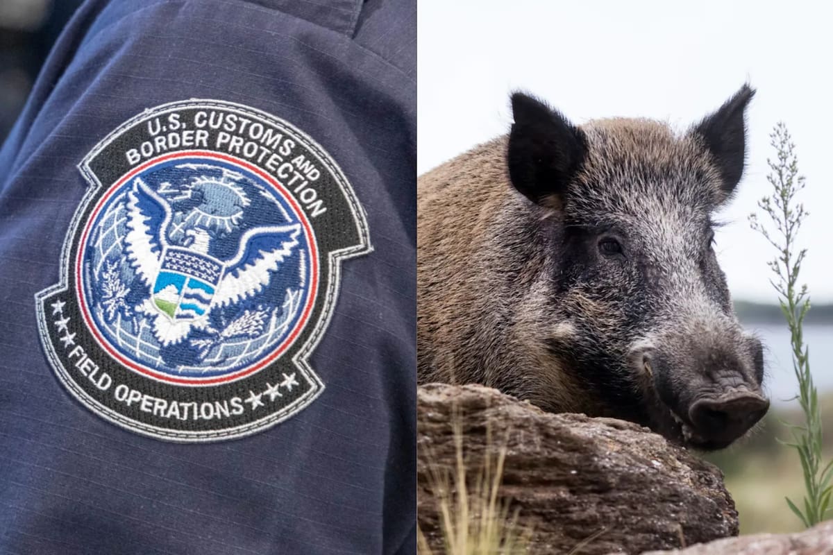 La CBP de Eagle Pass está en alerta tras el avistamiento de un jabalí al lado de su control
