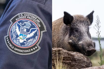 La CBP de Eagle Pass está en alerta tras el avistamiento de un jabalí al lado de su control