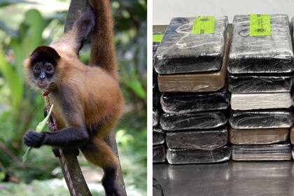 La CBP encontró un mono araña y un millonario cargamento en la frontera de Texas