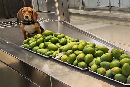 La CBP mantiene el mayor programa canino del país, con más de 1500 equipos