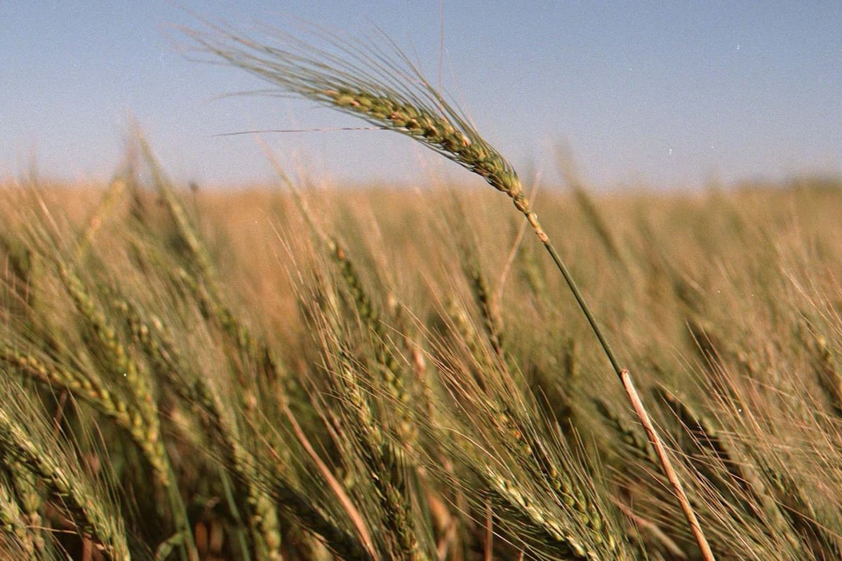 La cebada, clave en el sudeste bonaerense