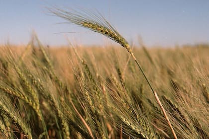 La cebada, clave en el sudeste bonaerense