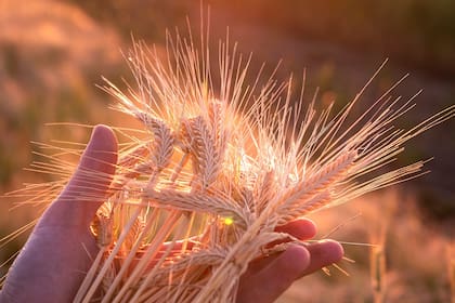 La cebada demostró que puede sostener volumen, mercados y rentabilidad aún con menos hectáreas sembradas