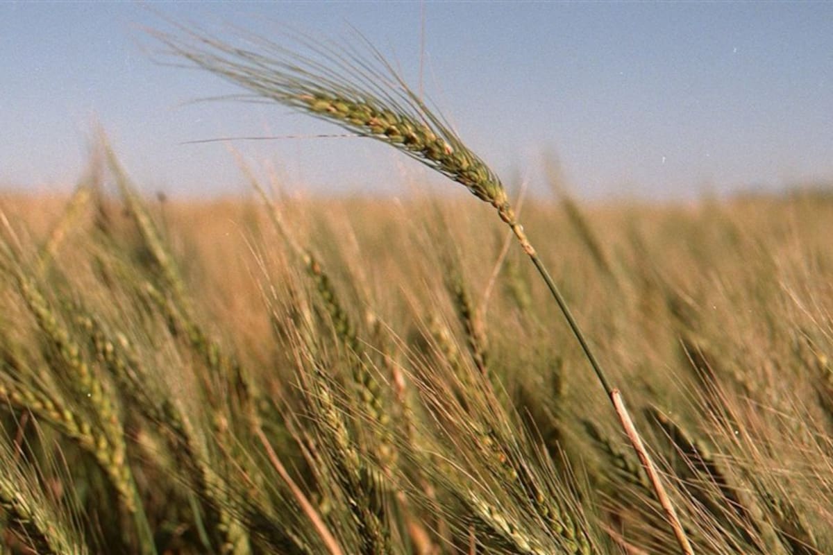 La cebada tuvo un crecimiento récord en el último año