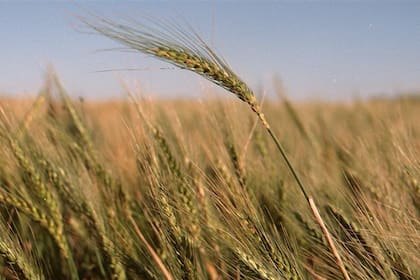 La cebada tuvo un crecimiento récord en el último año