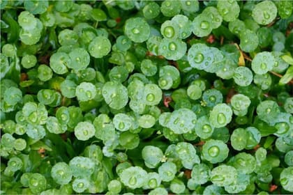 La centella asiática es una planta ideal para el cuidado del cerebro