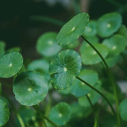 La centella asiática es una planta ideal para las funciones cognitivas del cerebro
