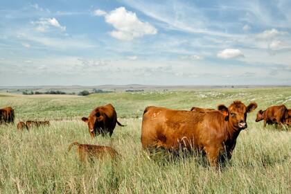 La cerca virtual es un sistema que, mediante señales positivas y negativas, establece límites que las vacas no deben traspasar
