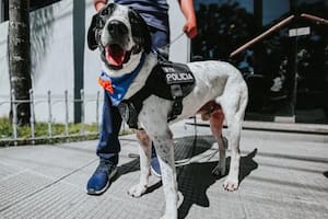 La ceremonia por el retiro del perro, junto con la celebración por los 22 años de la División, tendrá lugar el próximo 18 de abril
