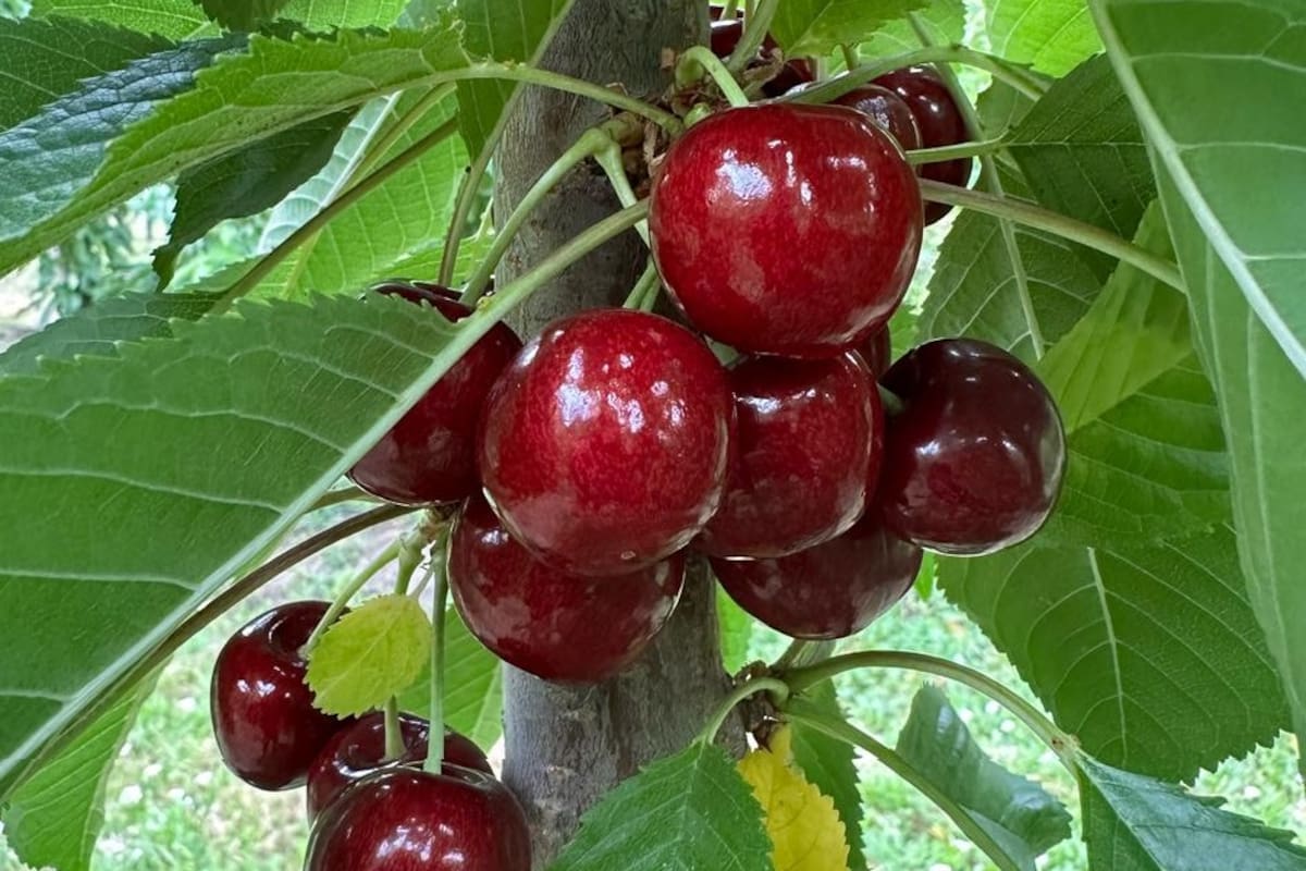 La cereza de Los Antiguos ahora tendrá una Denominación de Origen