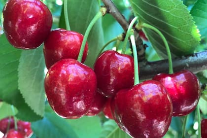 La cereza es muy sensible ante un exceso de agua como el que se registró en la región productora