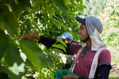 La Certificación PLS, de carácter voluntario y renovable anualmente, se otorgará por empresas y sus establecimientos y permitirá visibilizar buenas prácticas