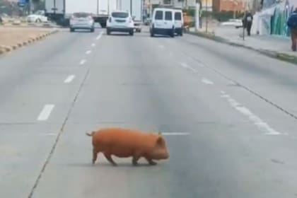 La chanchita se pasea por Avenida Italia, en la ciudad de Montevideo, República Oriental del Uruguay, y es furor en redes; es como "un perro tranquilo", dijo un vecino