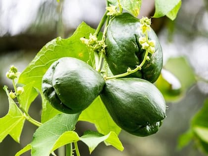 La chayotera es una cucurbitácea cuyo fruto tiene un amplio uso como hortaliza