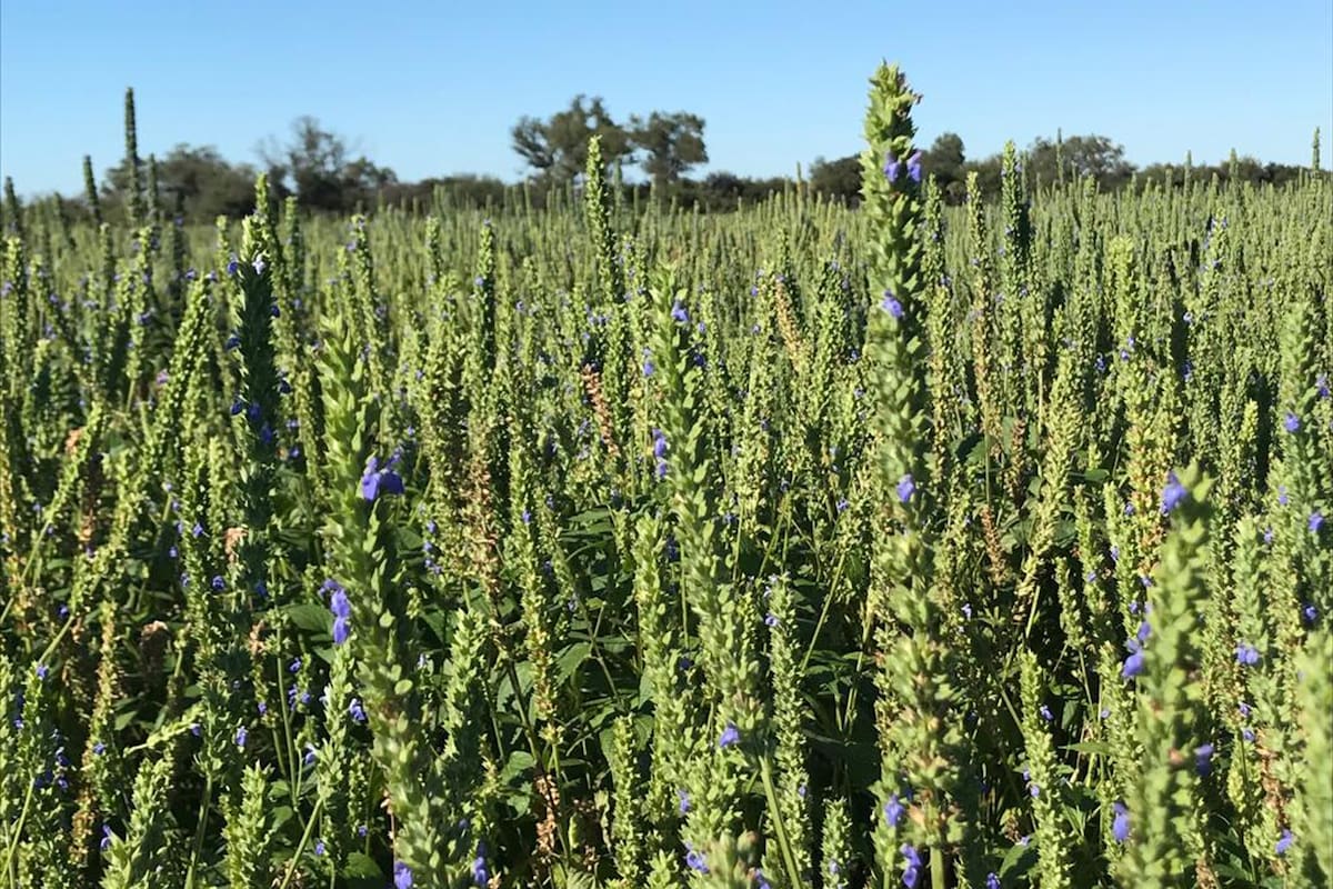 La chía, otra apuesta en el NOA