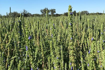 La chía, otra apuesta en el NOA