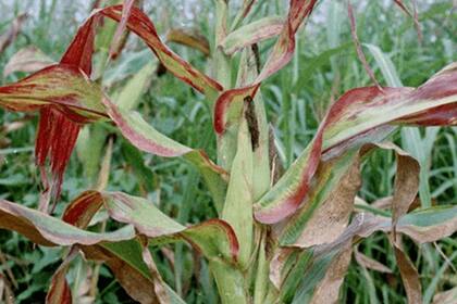 La chicharrita afectó al maíz en la última campaña agrícola