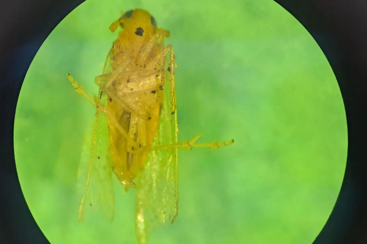 La chicharrita africana, cuyo nombre científico es Leptodelphax maculigera