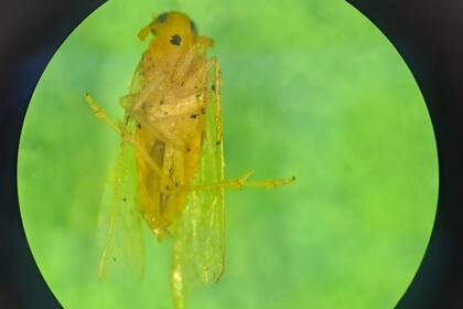 La chicharrita africana, cuyo nombre científico es Leptodelphax maculigera