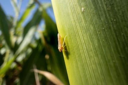 La chicharrita (Dalbulus maidis) afecta al maíz