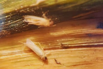 La chicharrita es un insecto que suele estar en zonas tropicales