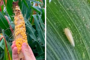 Sorpresiva expansión de una temible plaga para un cultivo