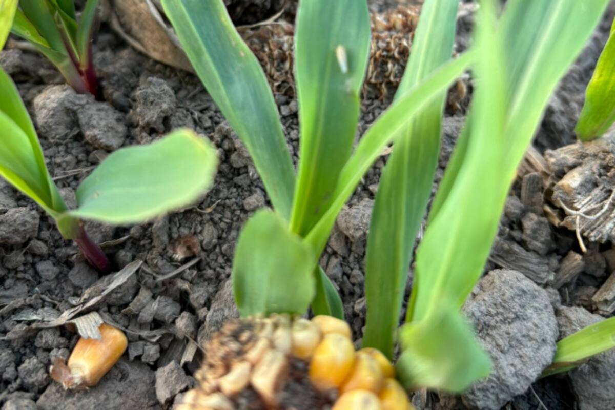 La chicharrita sigue ausente en más del 97% de las principales regiones maiceras; creció en focos endémicos de Formosa, Chaco y Corrientes