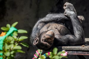 La chimpancé Kangu