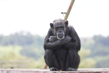 La chimpancé Cecilia hoy, en el santuario de Sorocaba, a siete años de su traslado