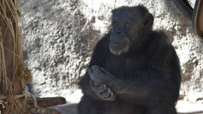 La chimpancé Cecilia salió del zoo de Mendoza hacia un santuario natural en Brasil