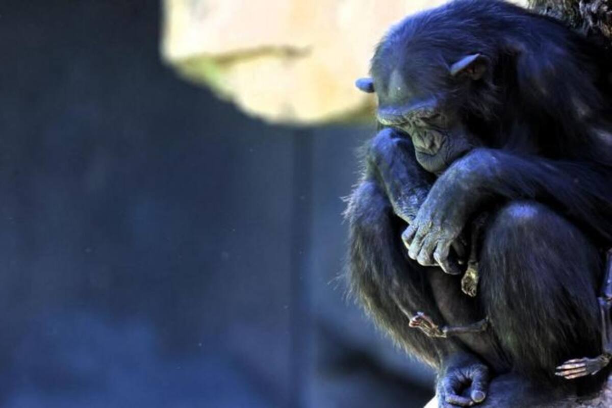 La chimpancé Natalia perdió a su cría luego de 14 días de nacida