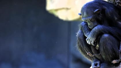 La chimpancé Natalia perdió a su cría luego de 14 días de nacida