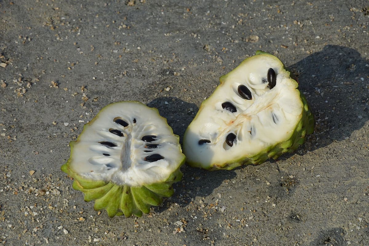La chirimoya tiene piel gruesa de color verde y está cubierta de escamas redondeadas