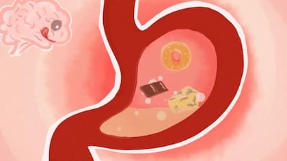 La ciencia está empezando a conocer la conexión entre nuestra tripa y nuestro cerebro