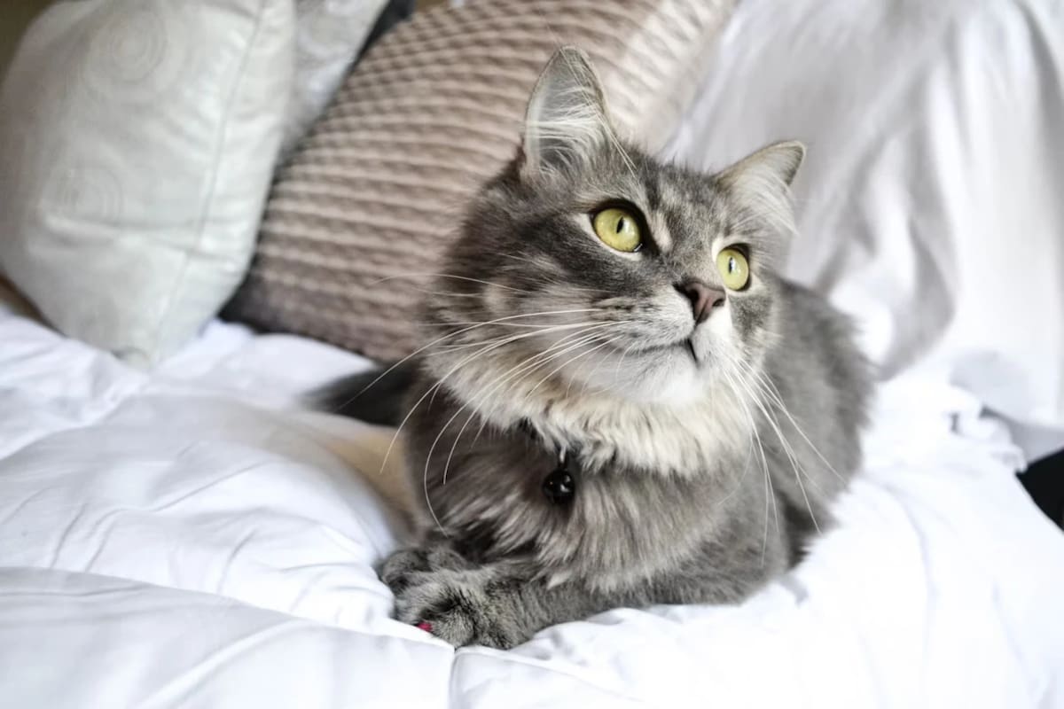 La ciencia explica los factores que determinan la preferencia de los felinos por ciertos integrantes del hogar