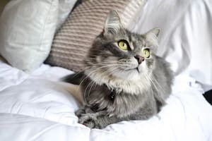 La ciencia explica los factores que determinan la preferencia de los felinos por ciertos integrantes del hogar
