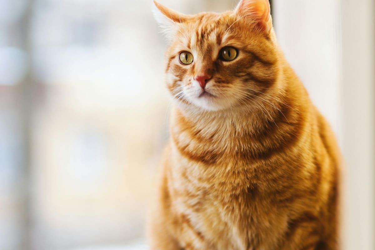 La ciencia identificó un método infalible para lograr que los gatos presten atención y respondan a sus cuidadores