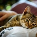 ¿Qué dice la psicología de las personas que aman a los gatos?