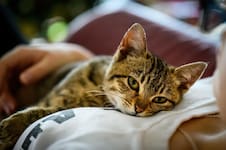 ¿Qué dice la psicología de las personas que aman a los gatos? Tienen rasgos y características especiales
