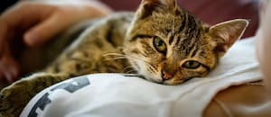 ¿Qué dice la psicología de las personas que aman a los gatos?