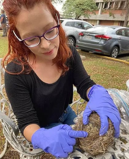 La científica mexicana Monserrat Suárez Rodríguez descubrió junto a su colega Constantino Macías García que las aves fumigan sus nidos con fibras de colillas de cigarrillos.