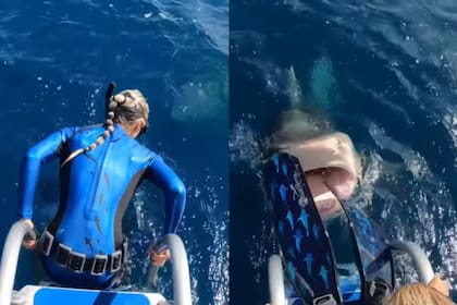 La científica Ocean Ramsey se percató segundos antes que un tiburón se dirigía hacia ella justo cuando estaba por tirarse al mar