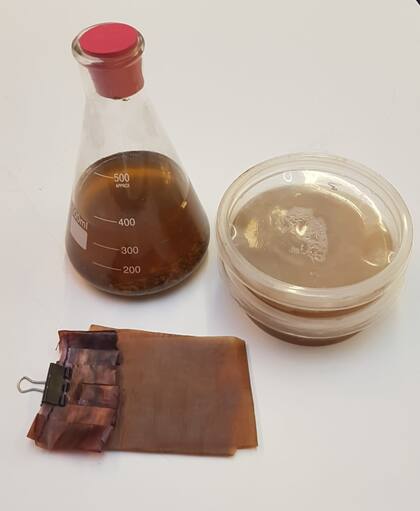La científica utiliza un preparado de yerba mate para cultivar los microorganismos que sintetizan el biomaterial